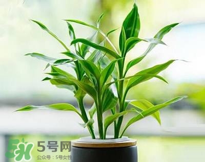 富貴竹可以和百合一起養(yǎng)嗎？富貴竹可以和什么花養(yǎng)？