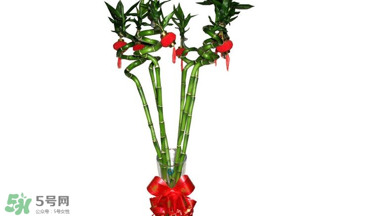 富貴竹可以和百合一起養(yǎng)嗎？富貴竹可以和什么花養(yǎng)？