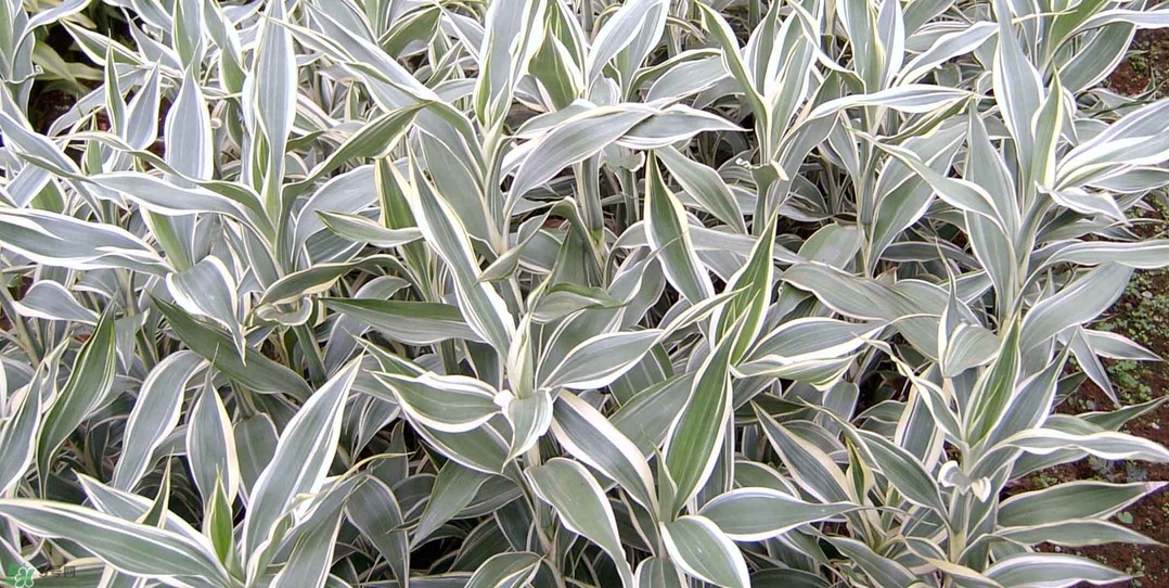 富貴竹有幾個(gè)品種？富貴竹有種子嗎？