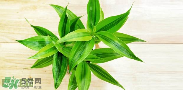 富貴竹可以和百合一起養(yǎng)嗎？富貴竹可以和什么花養(yǎng)？