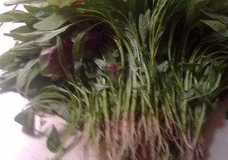 汗菜怎么摘？汗菜怎么擇