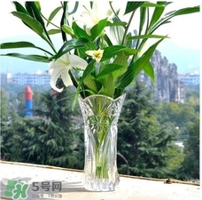 富貴竹有幾個(gè)品種？富貴竹有種子嗎？