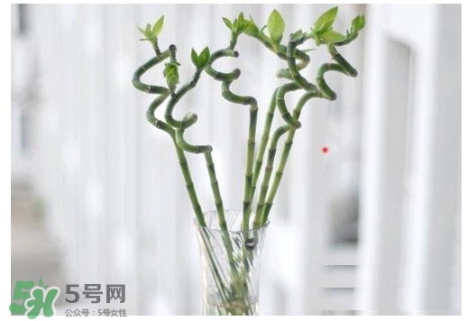 富貴竹葉子發(fā)黃怎么辦？富貴竹怎么養(yǎng)才能更旺盛？