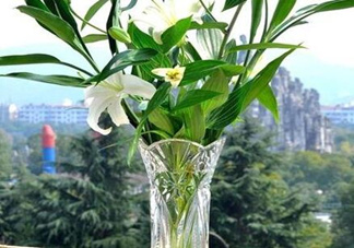 富貴竹有幾個(gè)品種？富貴竹有種子嗎？
