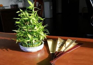 富貴竹葉子發(fā)黃怎么辦？富貴竹怎么養(yǎng)才能更旺盛？