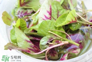 莧菜怎么洗？莧菜怎么擇