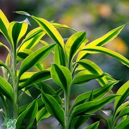 富貴竹有幾個(gè)品種？富貴竹有種子嗎？