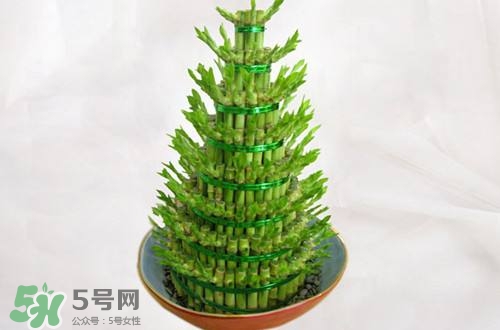 富貴竹可以和百合一起養(yǎng)嗎？富貴竹可以和什么花養(yǎng)？