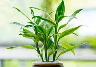 富貴竹可以和百合一起養(yǎng)嗎？富貴竹可以和什么花養(yǎng)？