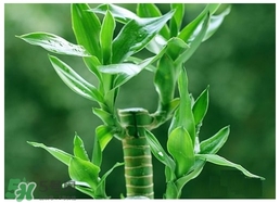 富貴竹葉子發(fā)黃怎么辦？富貴竹怎么養(yǎng)才能更旺盛？