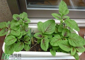 莧菜怎么種？莧菜如何種植