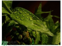 富貴竹葉子發(fā)黃怎么辦？富貴竹怎么養(yǎng)才能更旺盛？