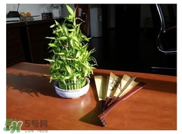 富貴竹葉子發(fā)黃怎么辦？富貴竹怎么養(yǎng)才能更旺盛？