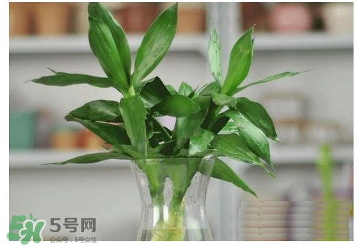 富貴竹葉子發(fā)黃怎么辦？富貴竹怎么養(yǎng)才能更旺盛？