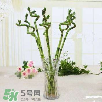 富貴竹有幾個(gè)品種？富貴竹有種子嗎？
