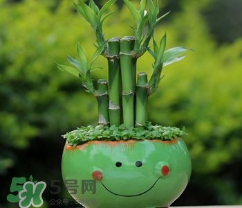 富貴竹可以和百合一起養(yǎng)嗎？富貴竹可以和什么花養(yǎng)？