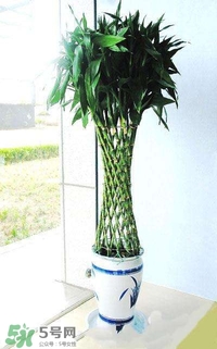 富貴竹有幾個(gè)品種？富貴竹有種子嗎？
