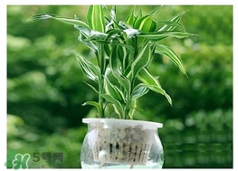 富貴竹葉子發(fā)黃怎么辦？富貴竹怎么養(yǎng)才能更旺盛？