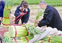 蒜苔頭能吃嗎？蒜苔頭可以吃嗎