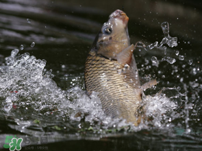 谷雨怎么釣魚？谷雨前后釣魚技巧
