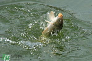 谷雨怎么釣魚？谷雨前后釣魚技巧