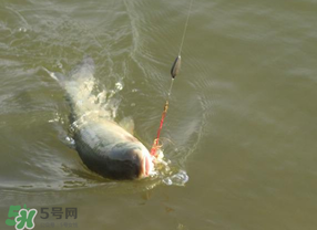 谷雨好釣魚(yú)嗎？谷雨釣魚(yú)用什么餌料？