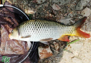 谷雨好釣魚(yú)嗎？谷雨釣魚(yú)用什么餌料？