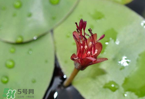 莼菜多少錢一斤？莼菜多少錢一斤2017？