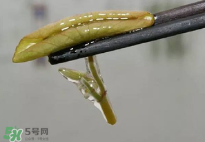 莼菜多少錢一斤？莼菜多少錢一斤2017？