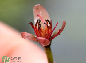 莼菜是什么菜？莼菜是荷葉嗎？