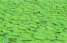 莼菜可以生吃嗎？莼菜怎么吃？