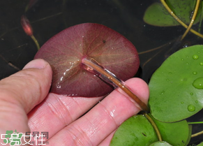 ?莼菜什么時節(jié)有？莼菜什么時候采摘？