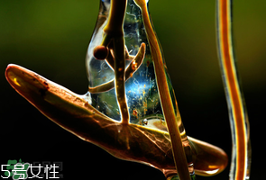 ?莼菜什么時節(jié)有？莼菜什么時候采摘？