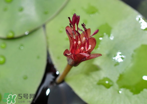 莼菜能放冰箱嗎？莼菜怎么保存？