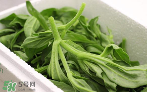 冰菜什么人不適宜吃？冰菜什么體質(zhì)不能吃？