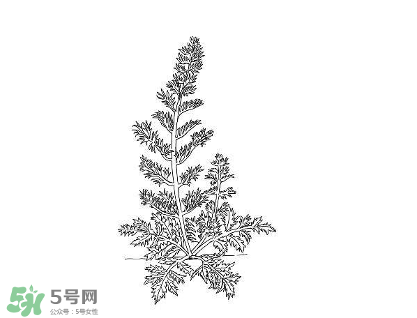 白蒿孕婦能吃嗎？孕婦可以吃白蒿嗎？
