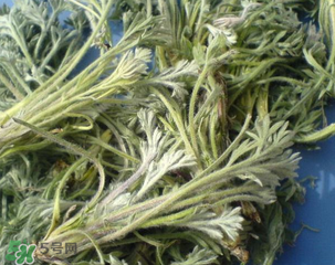 白蒿能治黃疸嗎？白蒿水可以治黃疸嗎？