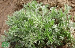白蒿多少錢一斤？白蒿的價(jià)格