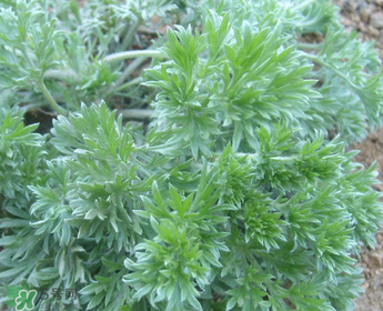 白蒿多少錢一斤？白蒿的價(jià)格