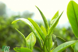 谷雨為什么喝谷雨茶？谷雨茶是什么茶？