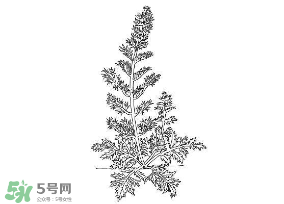 白蒿能生吃嗎？白蒿能不能生吃？