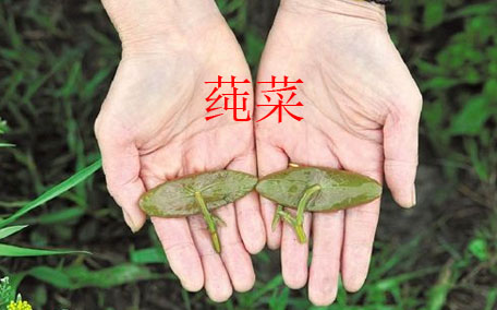 莼菜怎么讀？莼菜是哪里的特產(chǎn)