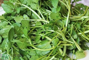 西洋菜是什么菜？西洋菜是什么樣的