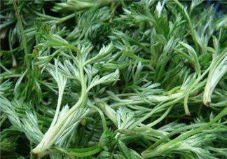 白蒿能治黃疸嗎？白蒿水可以治黃疸嗎？