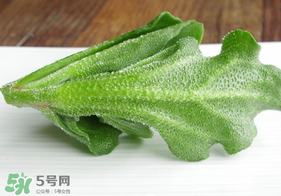 冰草不能和什么一起吃？冰草不能和什么同時吃？