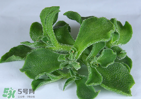 冰草可以放冰箱嗎？冰草能用冰塊保存嗎？