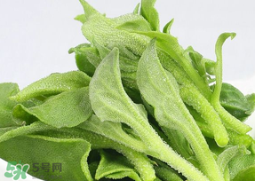 冰草可以放冰箱嗎？冰草能用冰塊保存嗎？
