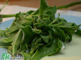 冰草多少錢一斤？非洲冰草多少錢一斤？