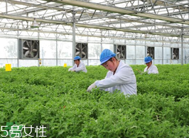 ?冰草為什么會酸？冰草為什么是酸的？