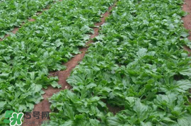 冰菜什么季節(jié)種植？冰菜怎么種植？